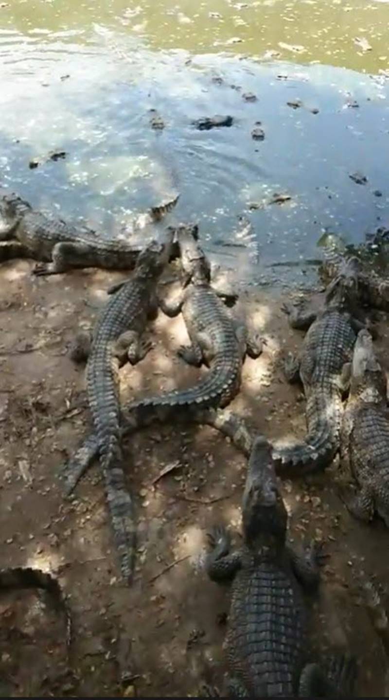 ทวี ไกรคุปต์ ทวี ไกรคุปต์