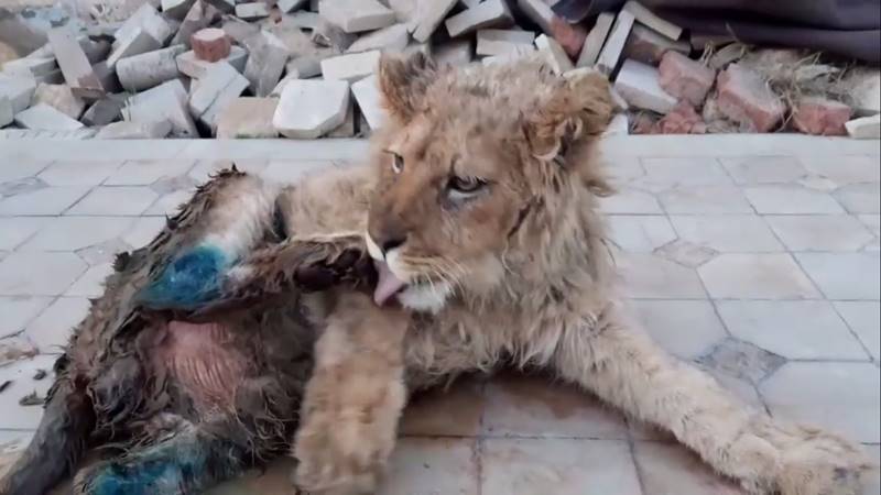 ทารุณกรรมสัตว์ ทารุณกรรมสัตว์