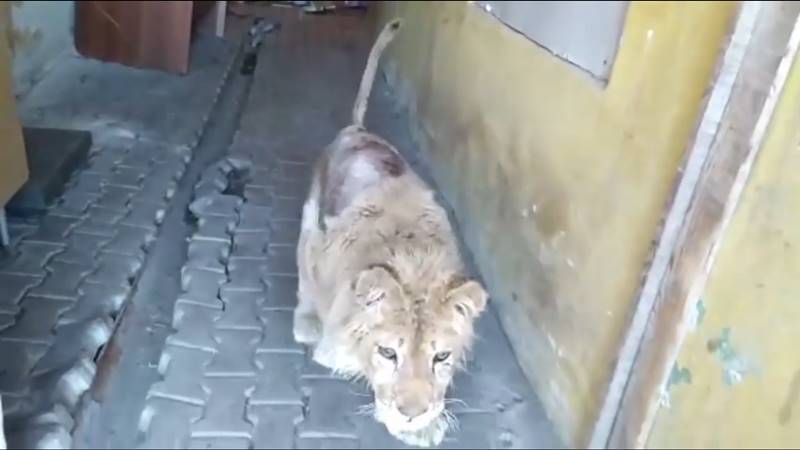 ทารุณกรรมสัตว์ ทารุณกรรมสัตว์