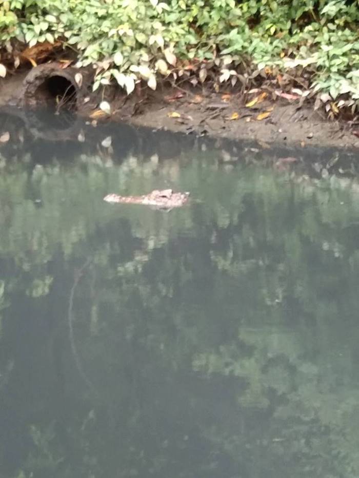 จระเข้ จระเข้