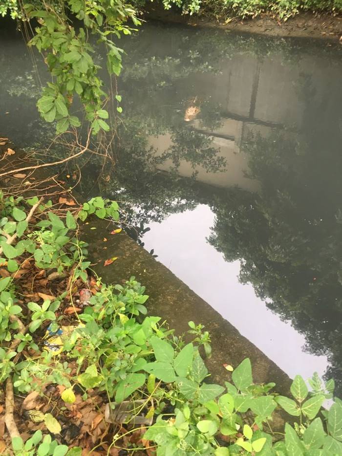 จระเข้ จระเข้