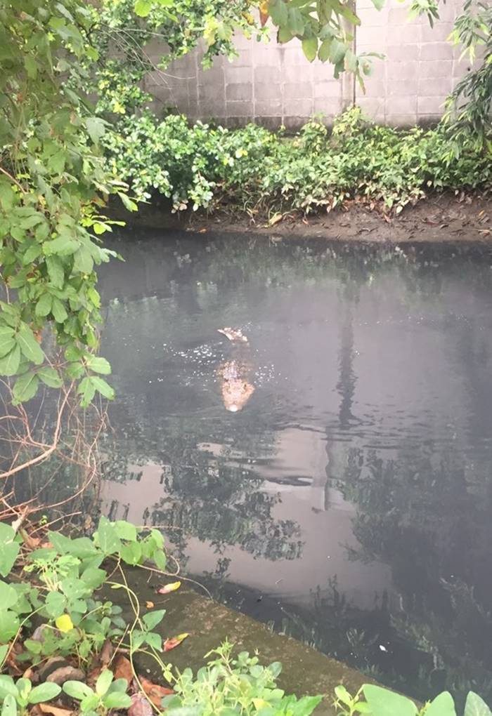 จระเข้ จระเข้