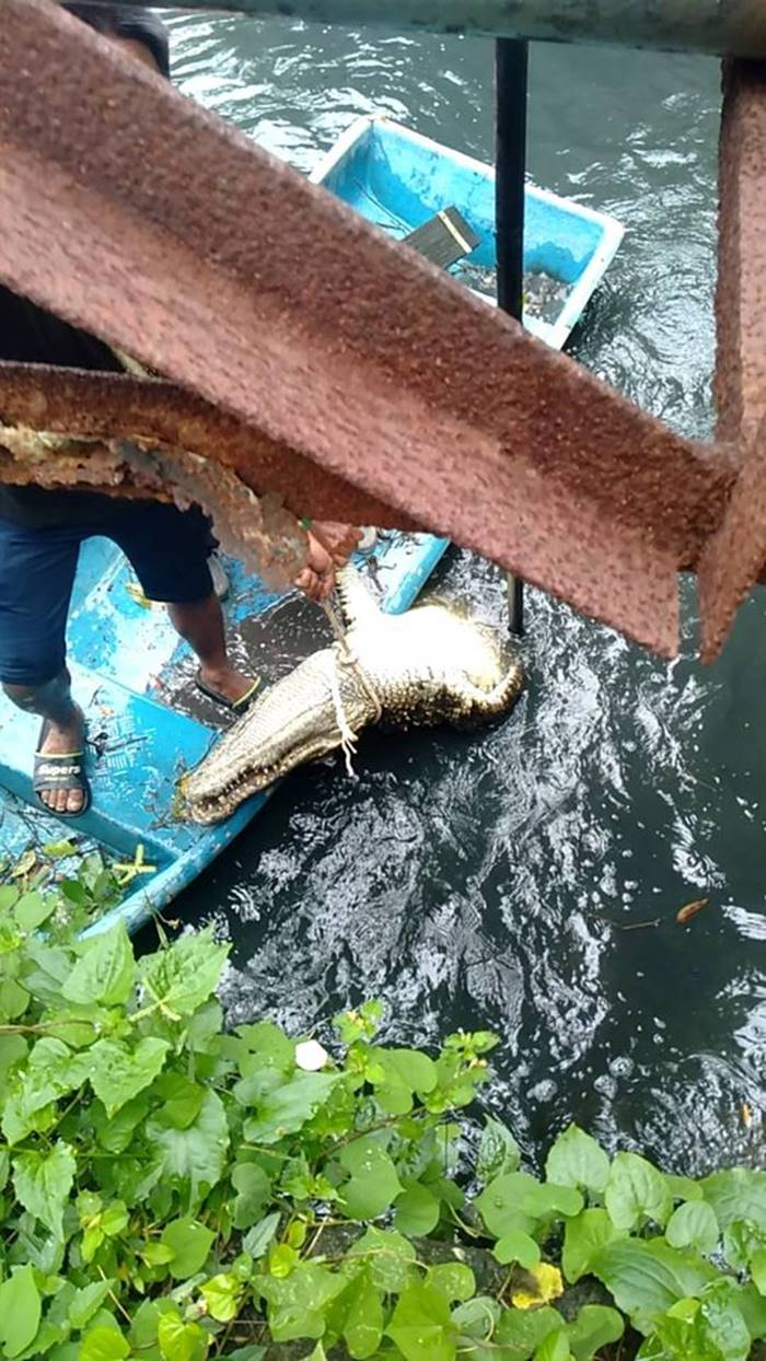 จระเข้ จระเข้