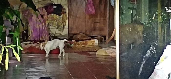 พิตบูลกัดคน พิตบูลกัดคน