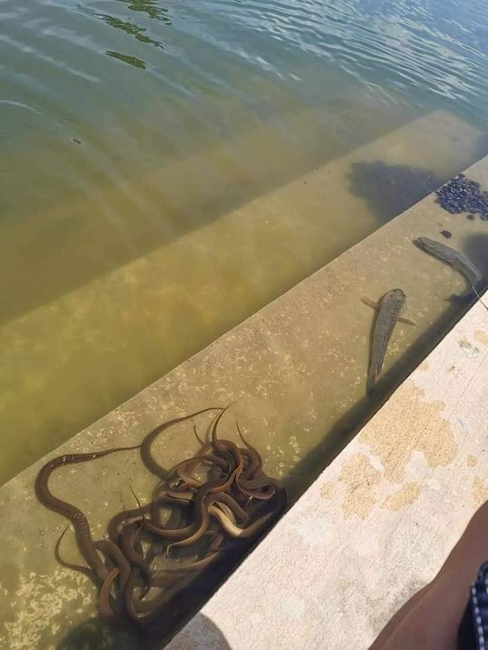 ปล่อยปลา ปล่อยปลา