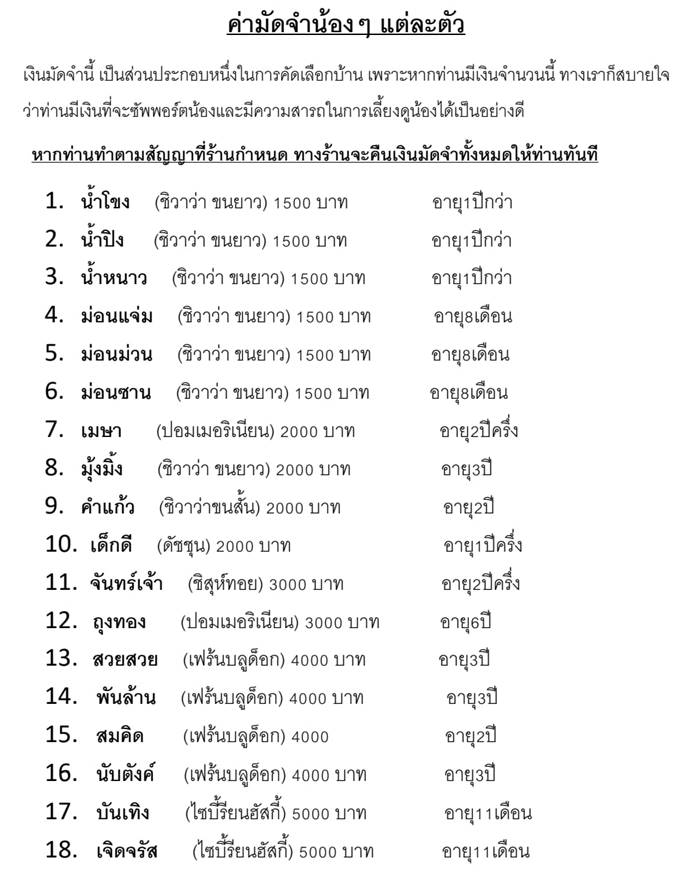 คาเฟ่หมาเชียงใหม่ คาเฟ่หมาเชียงใหม่