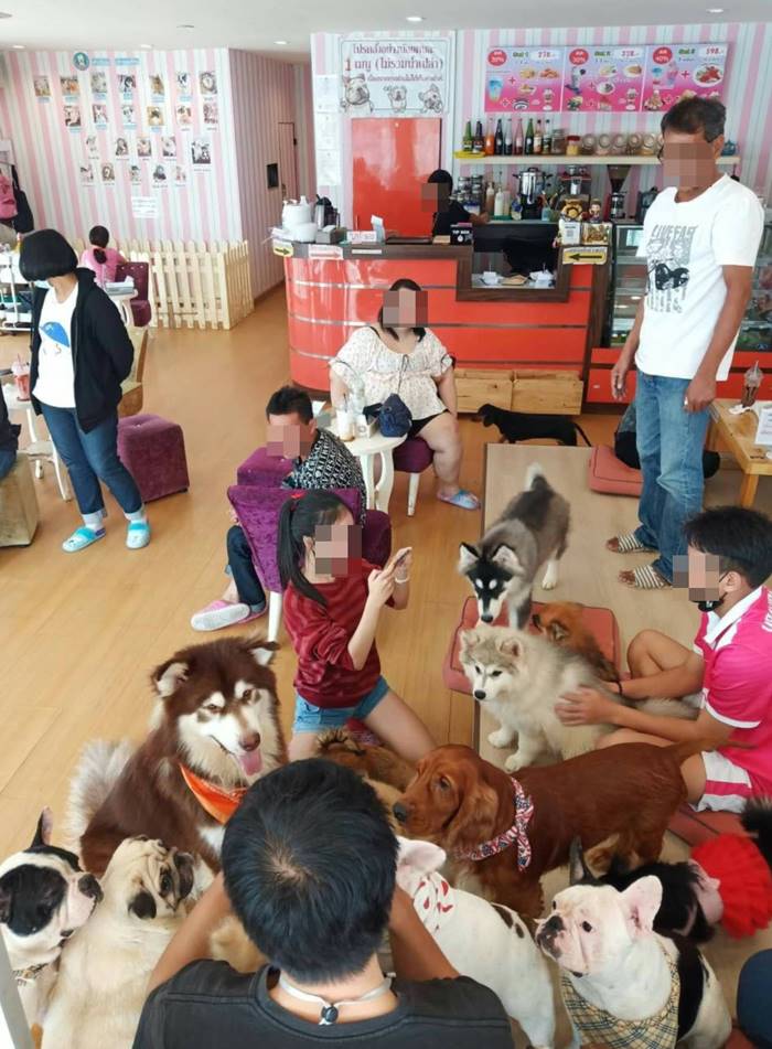 คาเฟ่หมาเชียงใหม่ คาเฟ่หมาเชียงใหม่