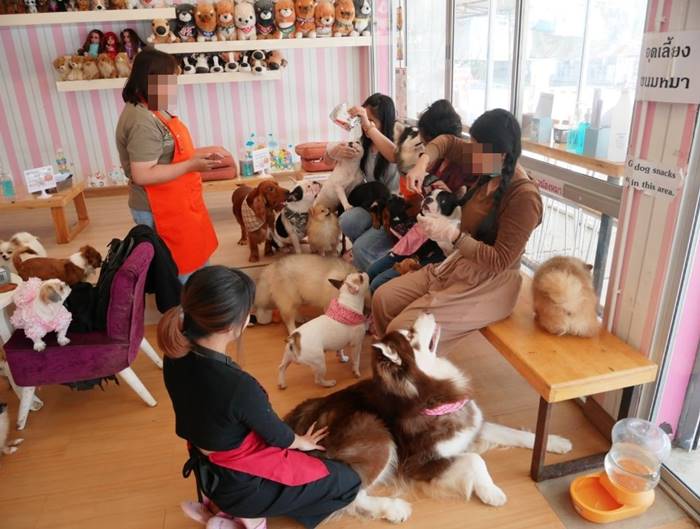 คาเฟ่หมาเชียงใหม่ คาเฟ่หมาเชียงใหม่