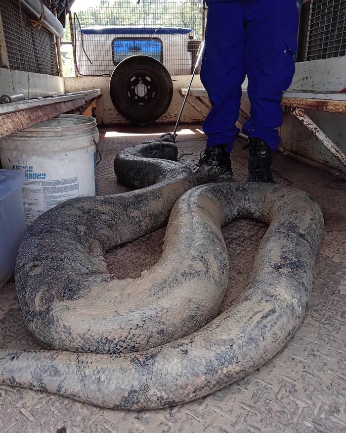 งูเหลือม งูเหลือม