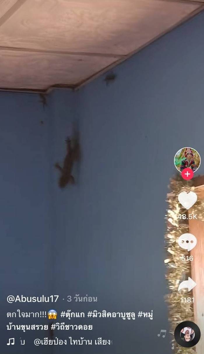 ตุ๊กแก ตุ๊กแก