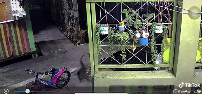 ตัวเงินตัวทอง ตัวเงินตัวทอง