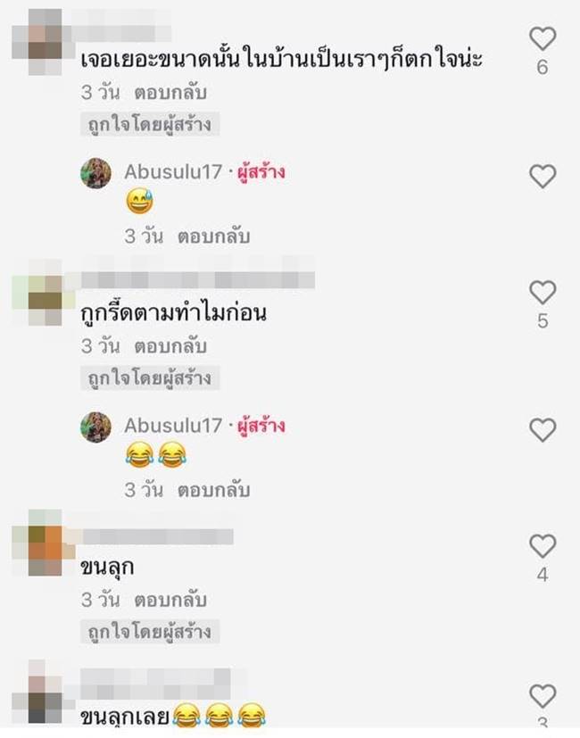 ตุ๊กแก ตุ๊กแก