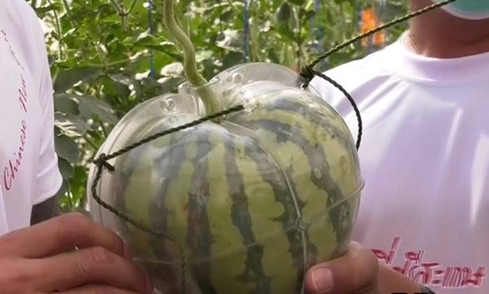 แตงโมรูปหัวใจ แตงโมรูปหัวใจ