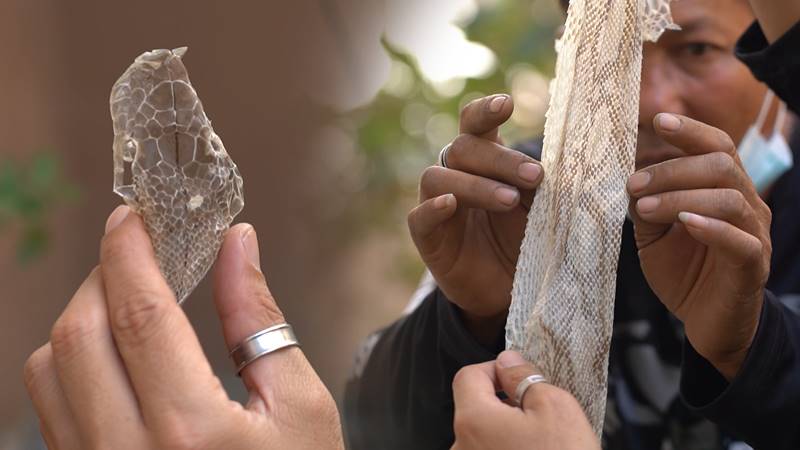 งูยักษ์คลองสามวา งูยักษ์คลองสามวา