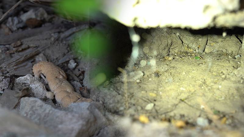 งูยักษ์คลองสามวา งูยักษ์คลองสามวา