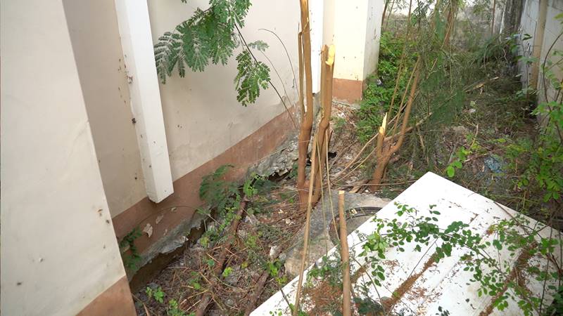 งูยักษ์คลองสามวา งูยักษ์คลองสามวา