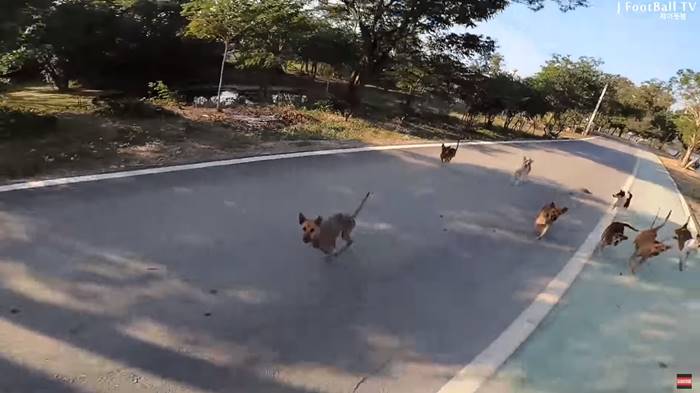 คลิปหมาไทยไล่ยูทูบเบอร์เกาหลี คลิปหมาไทยไล่ยูทูบเบอร์เกาหลี