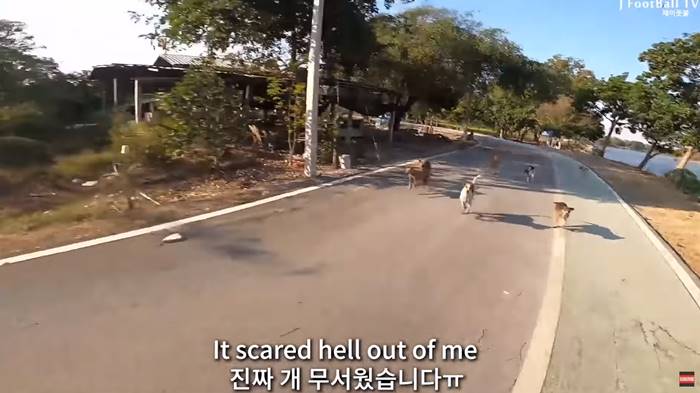 คลิปหมาไทยไล่ยูทูบเบอร์เกาหลี คลิปหมาไทยไล่ยูทูบเบอร์เกาหลี