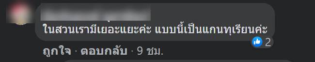 ทุเรียนแปลก ทุเรียนแปลก