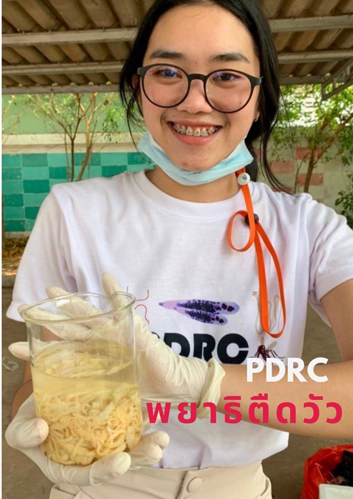 พยาธิตืดวัว พยาธิตืดวัว