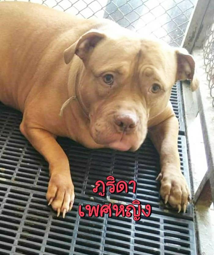 พิตบูลตายในรถ พิตบูลตายในรถ