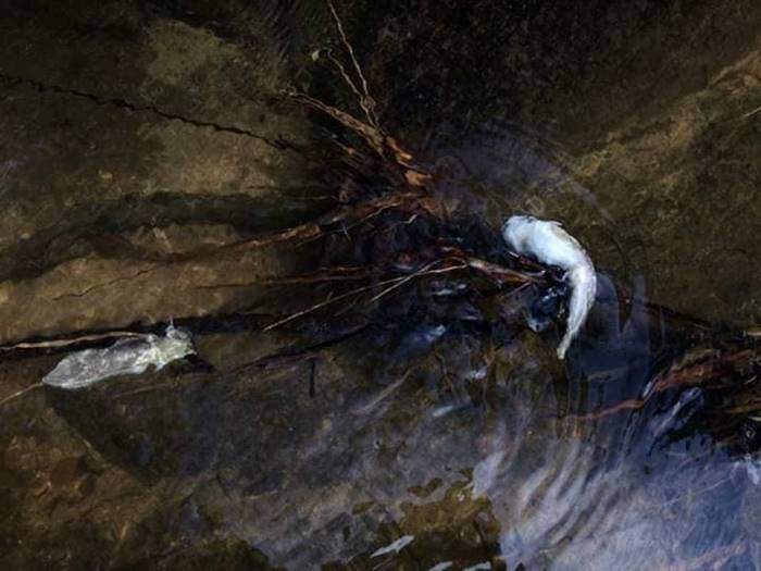 โครงการสร้างฝาย โครงการสร้างฝาย