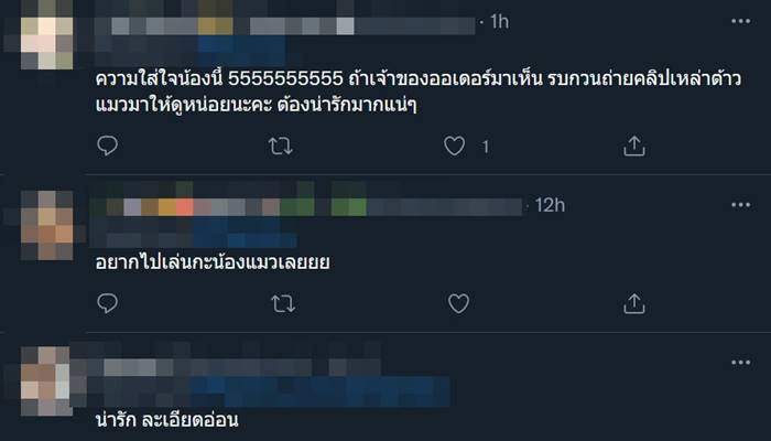 ทาสแมว ทาสแมว