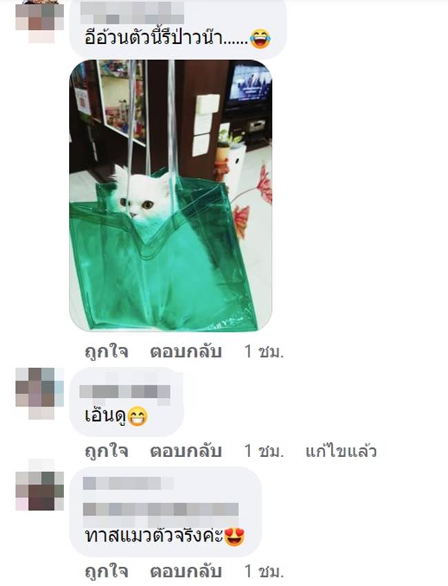 ทาสแมว ทาสแมว