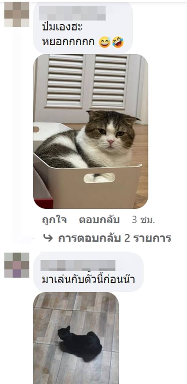 ทาสแมว ทาสแมว