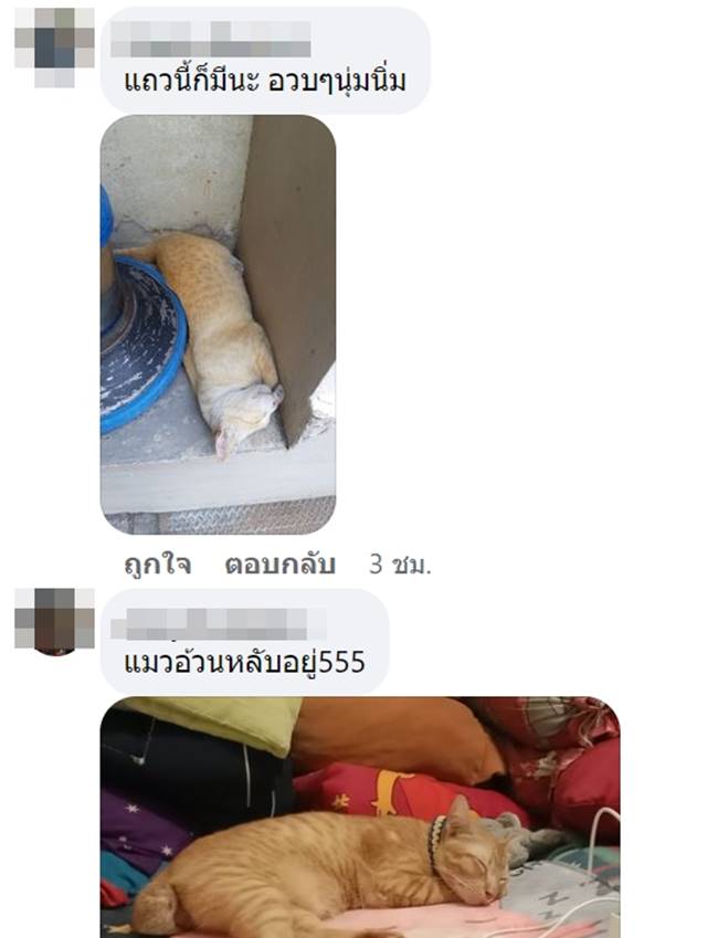 ทาสแมว ทาสแมว