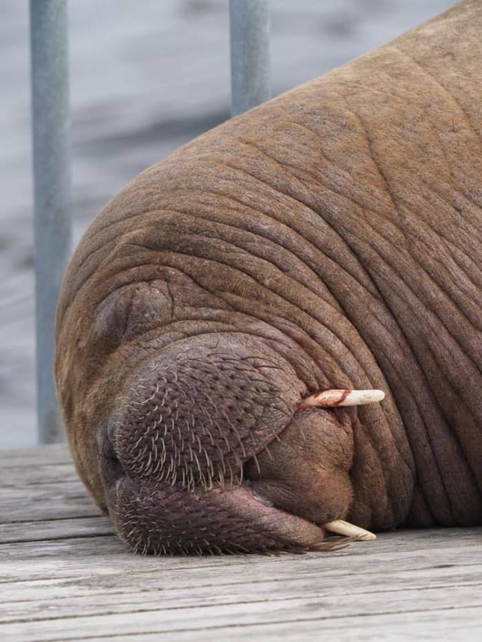 วอลรัส, การุณยฆาต วอลรัส, การุณยฆาต