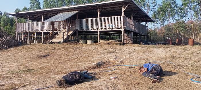 กินเหล้า กินเหล้า