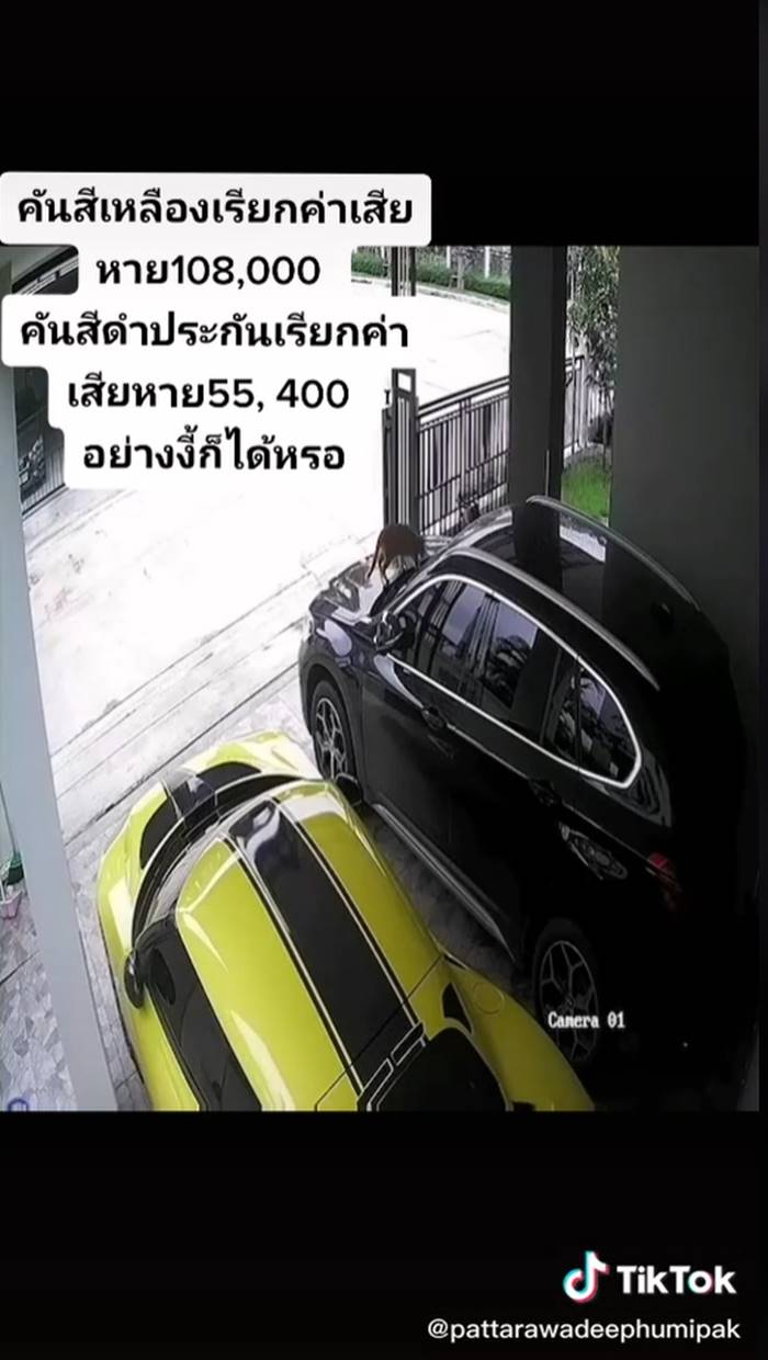 แมวไต่รถ แมวไต่รถ