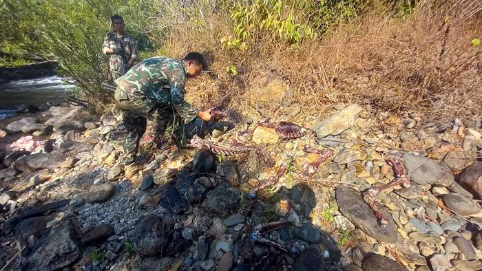 เสือโคร่ง เสือโคร่ง