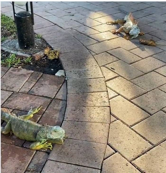 อิกัวน่า อิกัวน่า