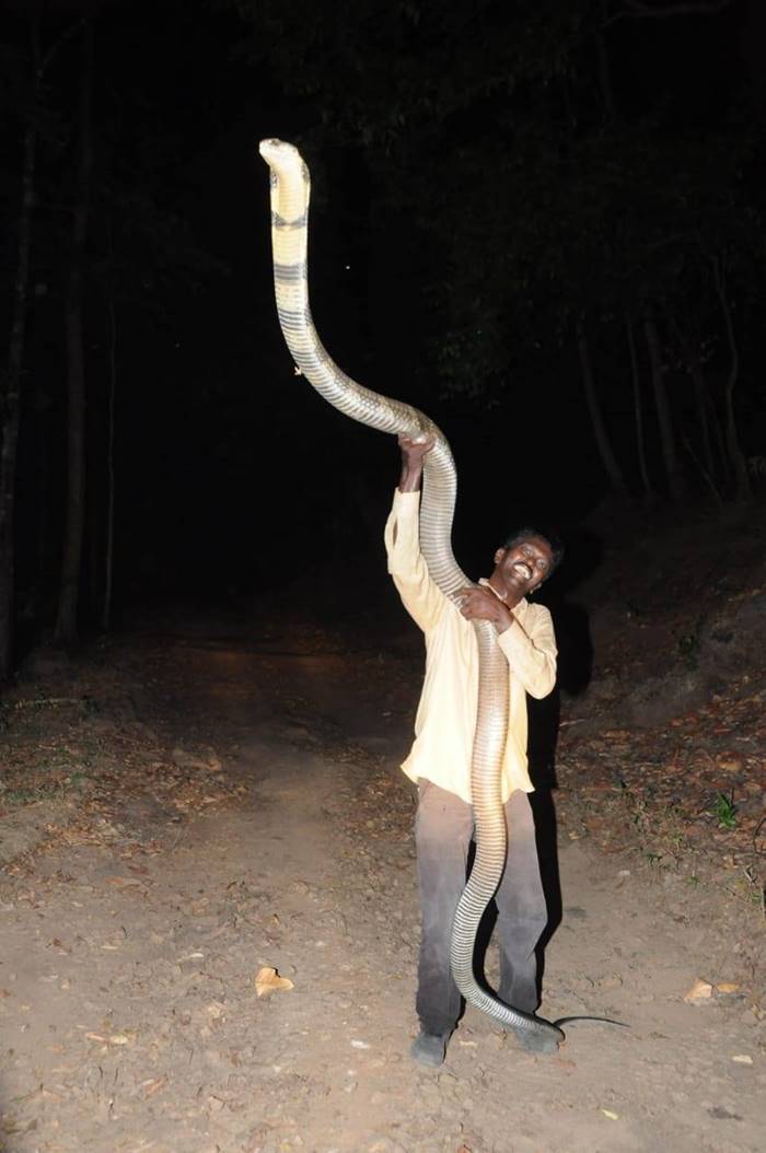 หมองู หมองู