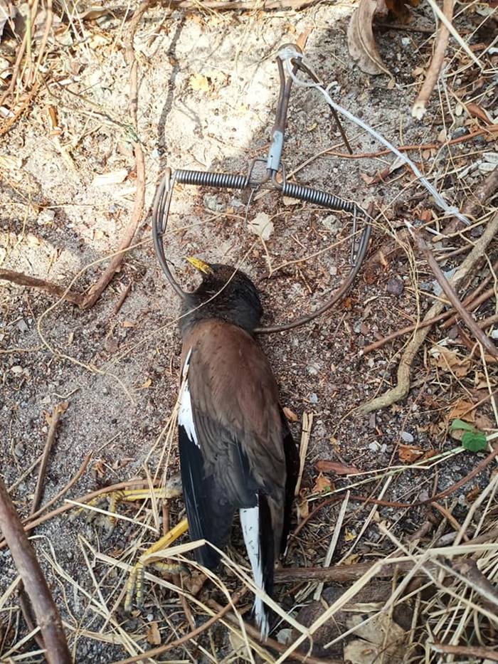 จับนกเอี้ยง จับนกเอี้ยง