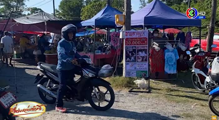 แมวหาย แมวหาย