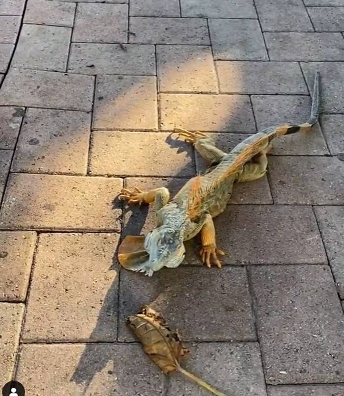 อิกัวน่า อิกัวน่า