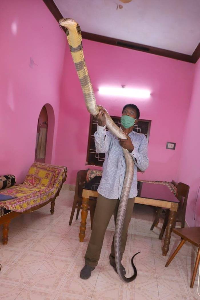 หมองู หมองู