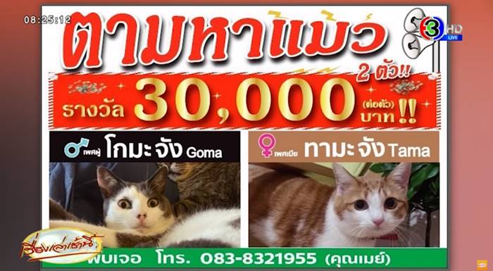 แมวหาย แมวหาย