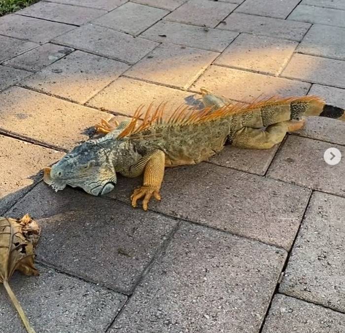 อิกัวน่า อิกัวน่า