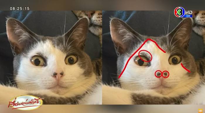 แมวหาย แมวหาย