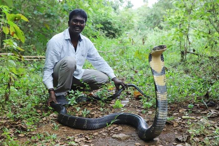 หมองู หมองู