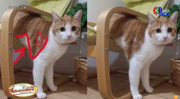 แมวหาย แมวหาย