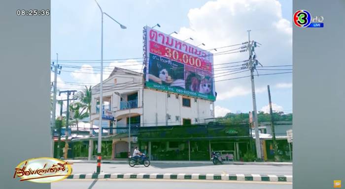 แมวหาย แมวหาย