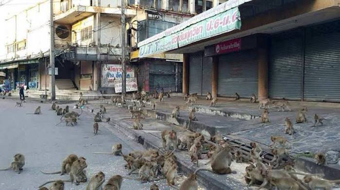 นักเรียนเตะลิง นักเรียนเตะลิง