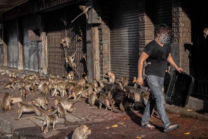 นักเรียนเตะลิง นักเรียนเตะลิง