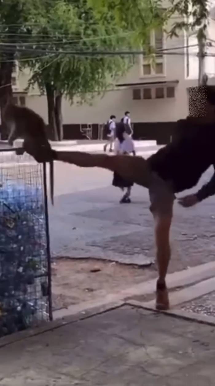 นักเรียนเตะลิง นักเรียนเตะลิง