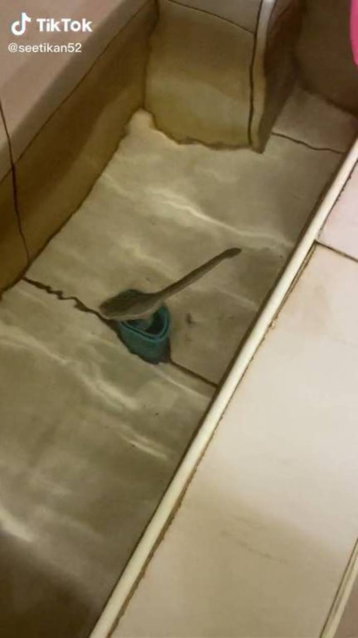 งูในห้องน้ำ งูในห้องน้ำ